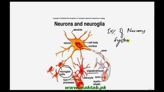FSc Biology Book2, CH 17, LEC 7, Structure and Types of Neurons