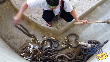 Man Gets Far Too Close to These  Snakes 2016