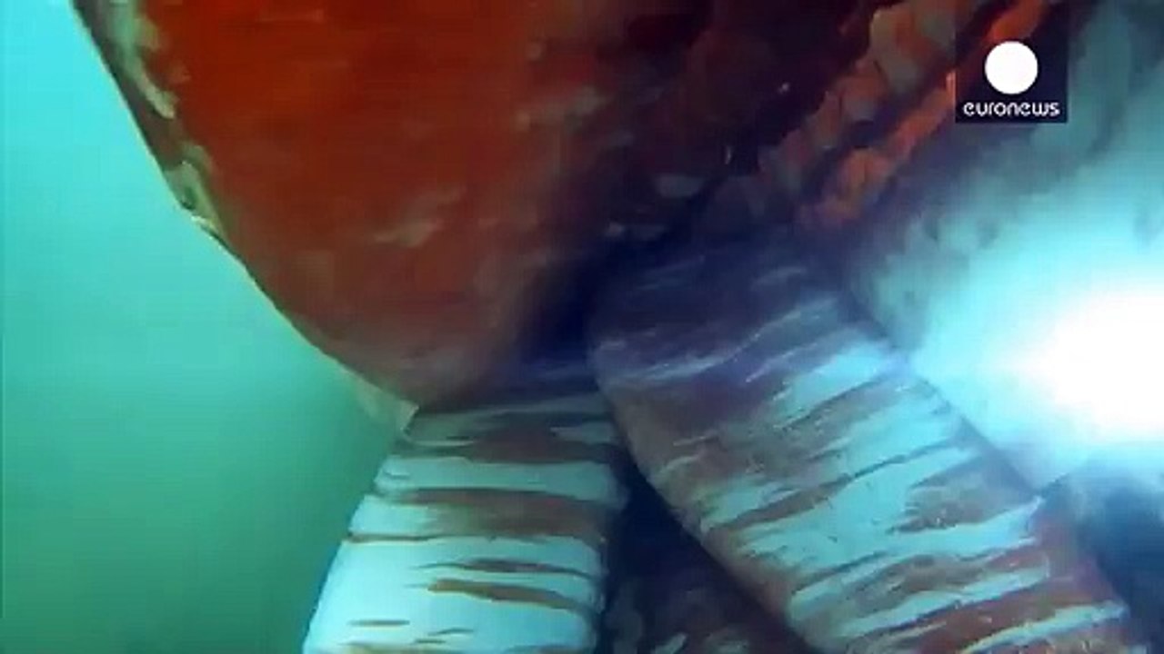 Riesenkalmar gesichtet