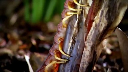 [Nat Geo Wild HD] Fish Warrior: Catfish Attack HD (Nature Documentary)