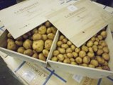 Dünyanın En Pahalı Patatesinin Kilosu 700 Dolar