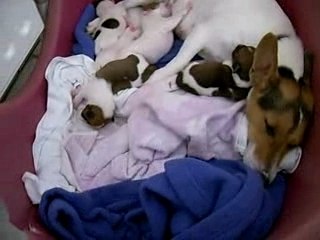 Dora, ses frères et soeurs âgés de quelques jours