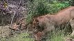 National Geographic Documentary - THE LION MEGA PRIDE - BBC Discovery Planet Animals