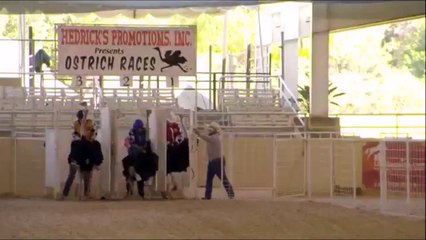 Course d'autruches qui fini mal - Fail