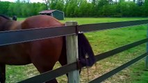 Top 10 Funny Horse Videos 2015 - Funny Animals Channel