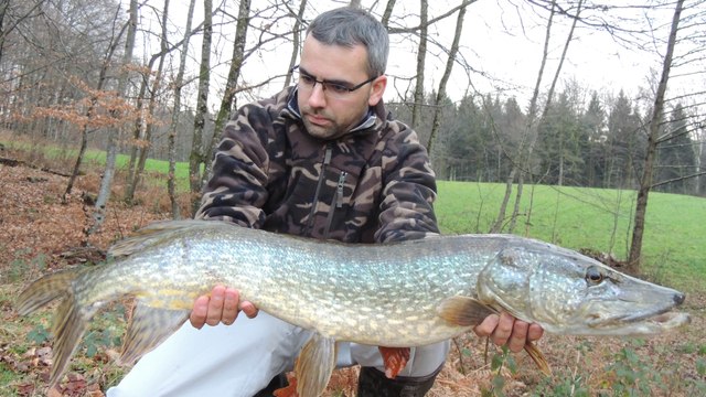 Pêche d'un brochet d'un mètre au vif