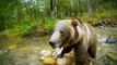 National Geographic animals - Wolves vs Grizzly Bears - Wild animals hunting documentary