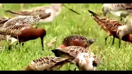 GODWIT BIRD THE BOEING 747 JET OF ANIMAL KINGDOM