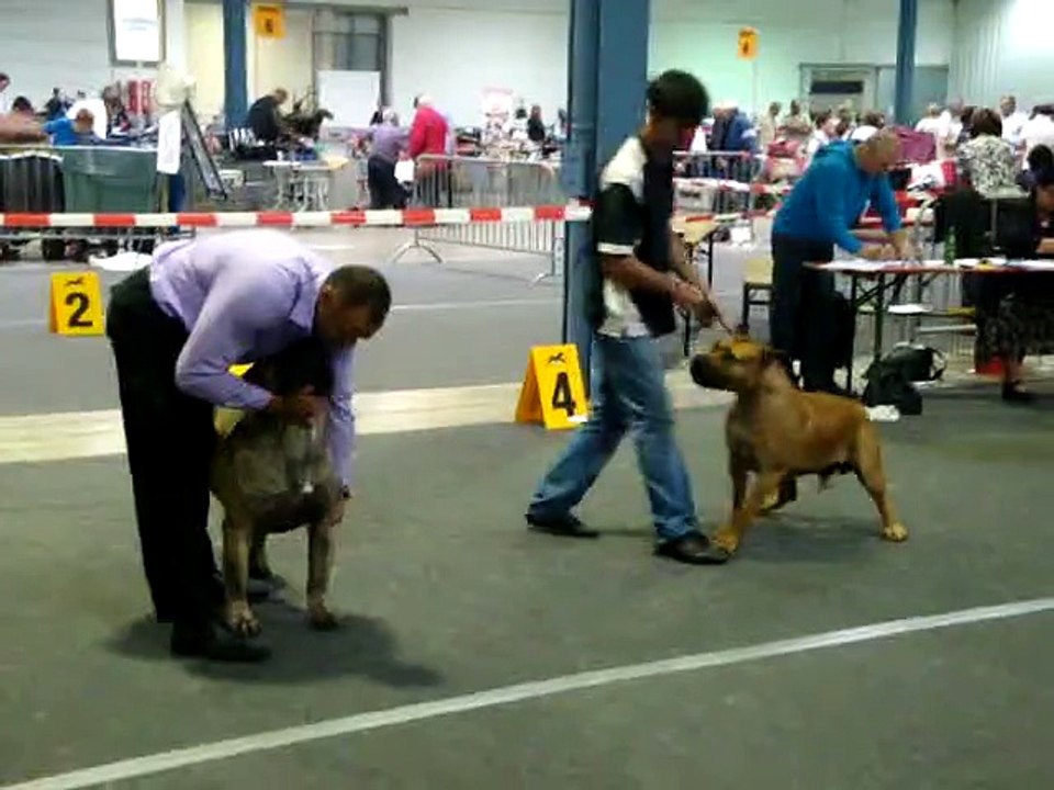 INTERNATIONAL DOG SHOW LUXEMBOURG ( 08/09/2013)