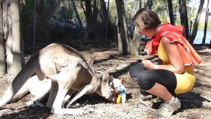 Our trip in Australia - Games and Stakes of Worldwide Playgrounds