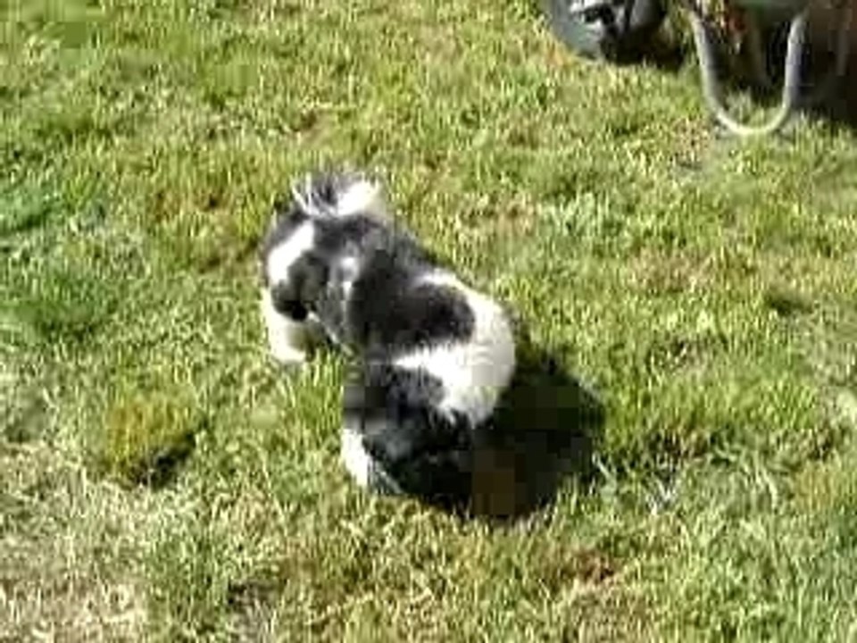Mes chiens