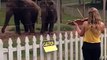 Violinist Performs Private Concert For Elephants! This Made Me Smile