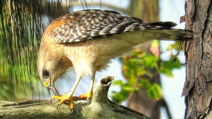Red Shouldered Hawk Eating Black Racer Snake