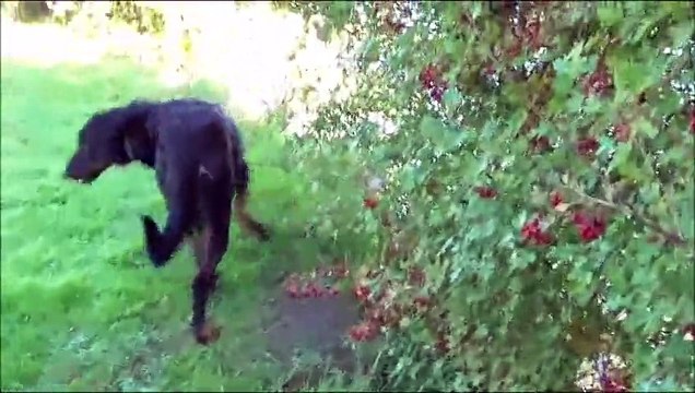 jackc russel 10 mois Sept 2015 JACK