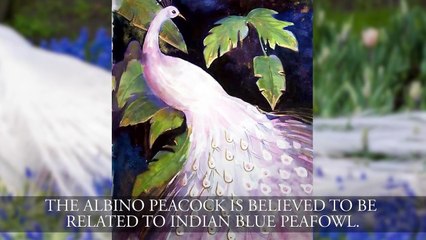 The Worst Black Friday Disasters Video