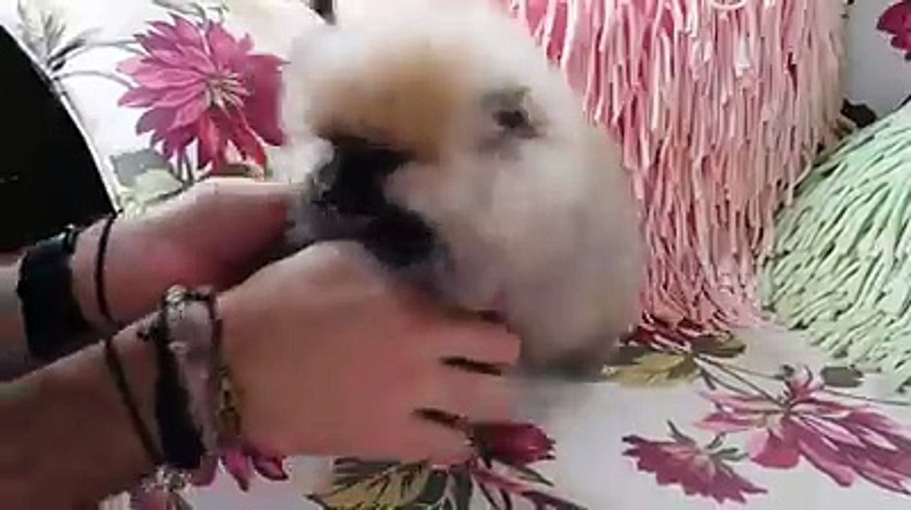 لا عاد قلبي الضعيف لا يتحمل بدون تعليق