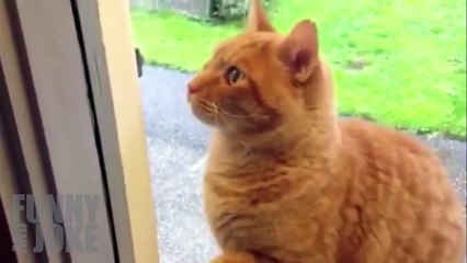 The best of 2016 ЛУЧШИЕ НОВЫЕ COUB - ЛУЧШИЕ ПРИКОЛЫ - РЖАКА 155