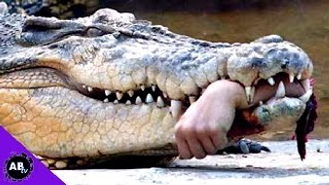 When Animals Attack Humans! 5 Weird Animal Facts - Ep. 44 : AnimalBytesTV