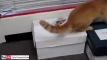youtube video divertenti gratis gatti divertenti 13