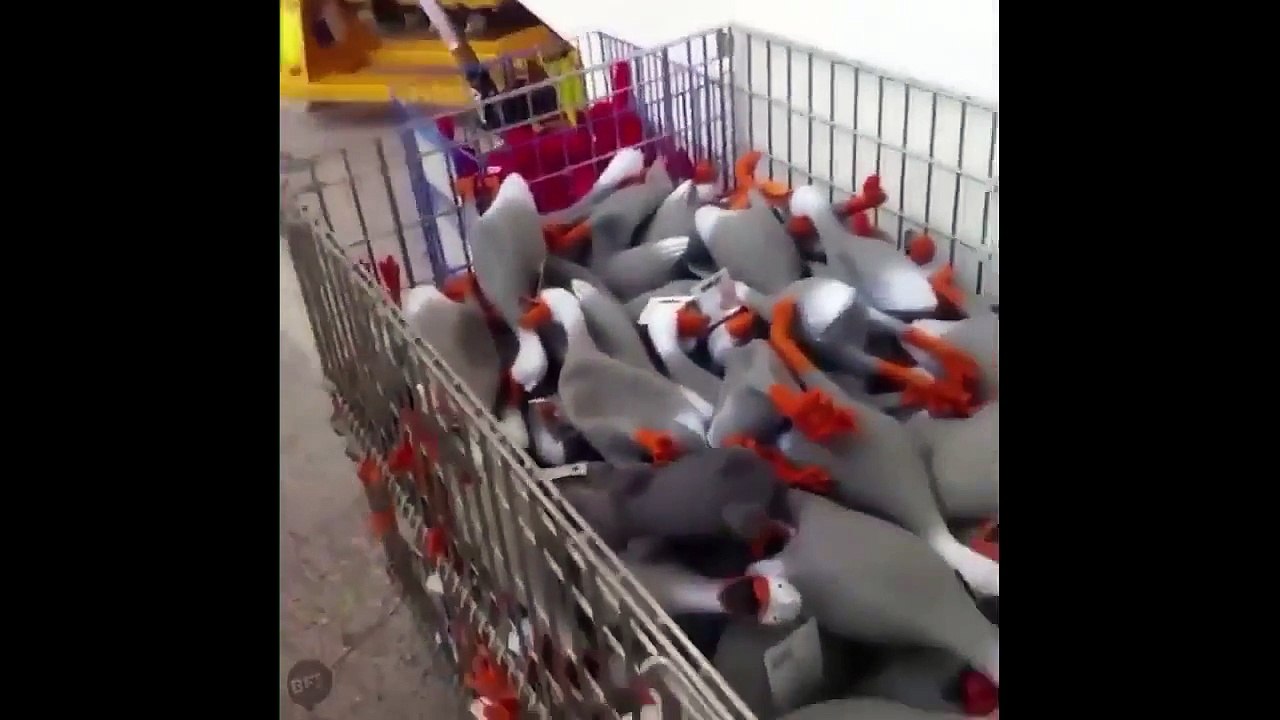 BEST VAINS ЛУЧШИЕ Vains