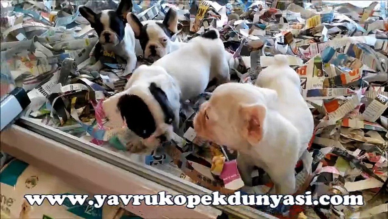 Fransız Bulldog - Yavru Köpek Dünyası
