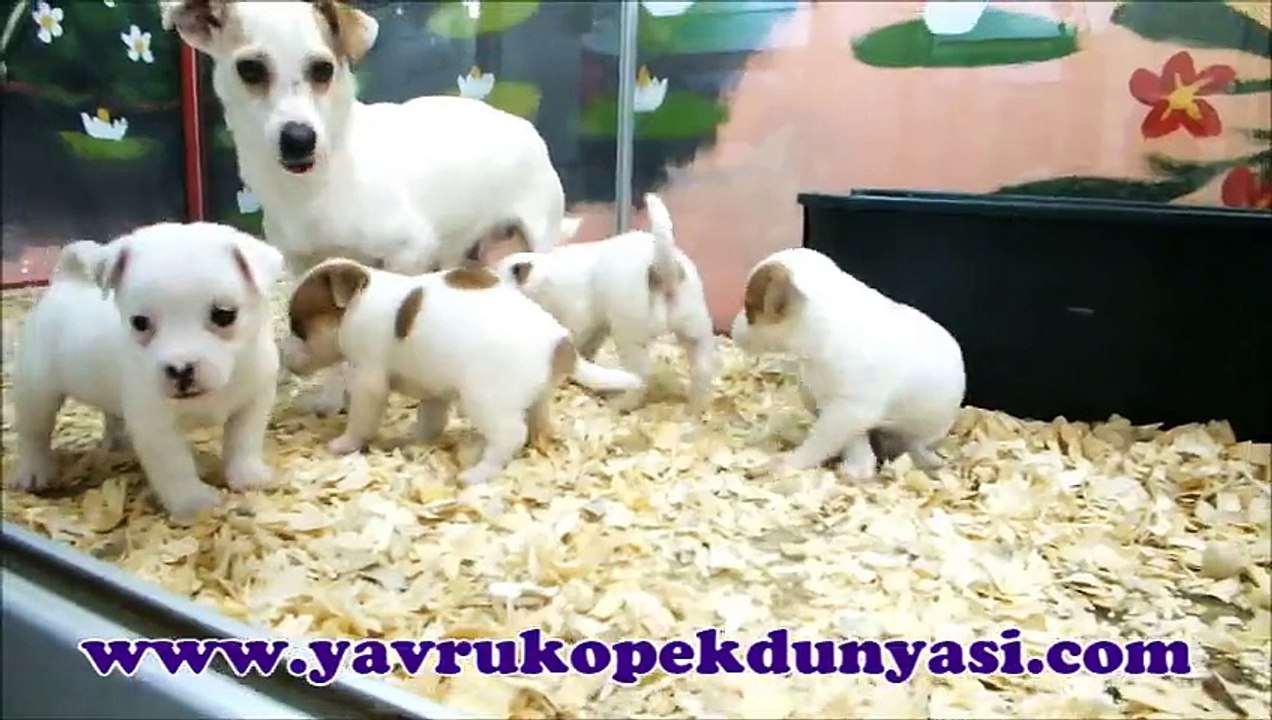 JACK RUSSELL YAVRULARI