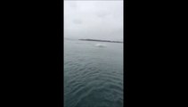 Shark Leaps Out of Water in Northern New Zealand