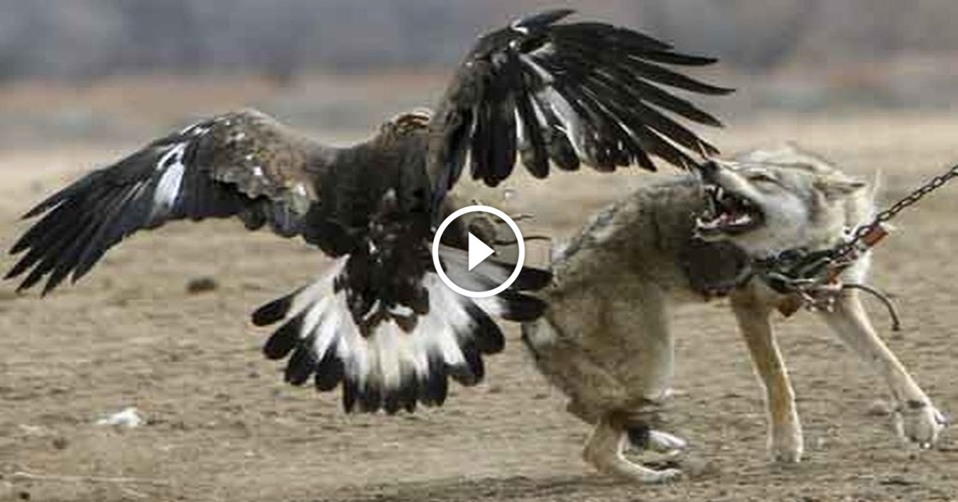 Shaheen Falcon Attacks