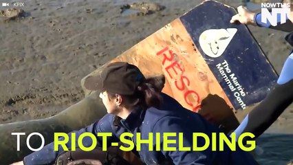 This Elephant Seal Caused Two Days Of Havoc In California