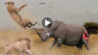 Lion attacks and kills rhino in wildlife park
