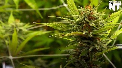 Introducing The World's First Kosher Medical Marijuana