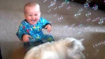 Babies Laughing Hysterically At Dogs Eating Bubbles Compilation || NEW HD