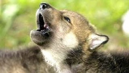 Cute Puppies Howling Compilation 2015 || NEW