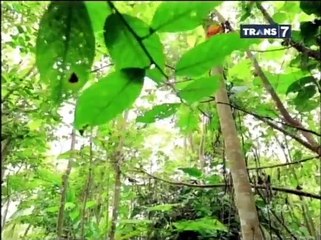 Bocah Petualang - Dari lauje menyapa indonesia