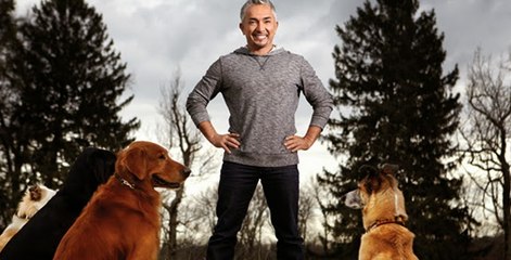 Köpeklere Fısıldayan Adam -  Islak Köpekcik ve Öfkeli Haydut