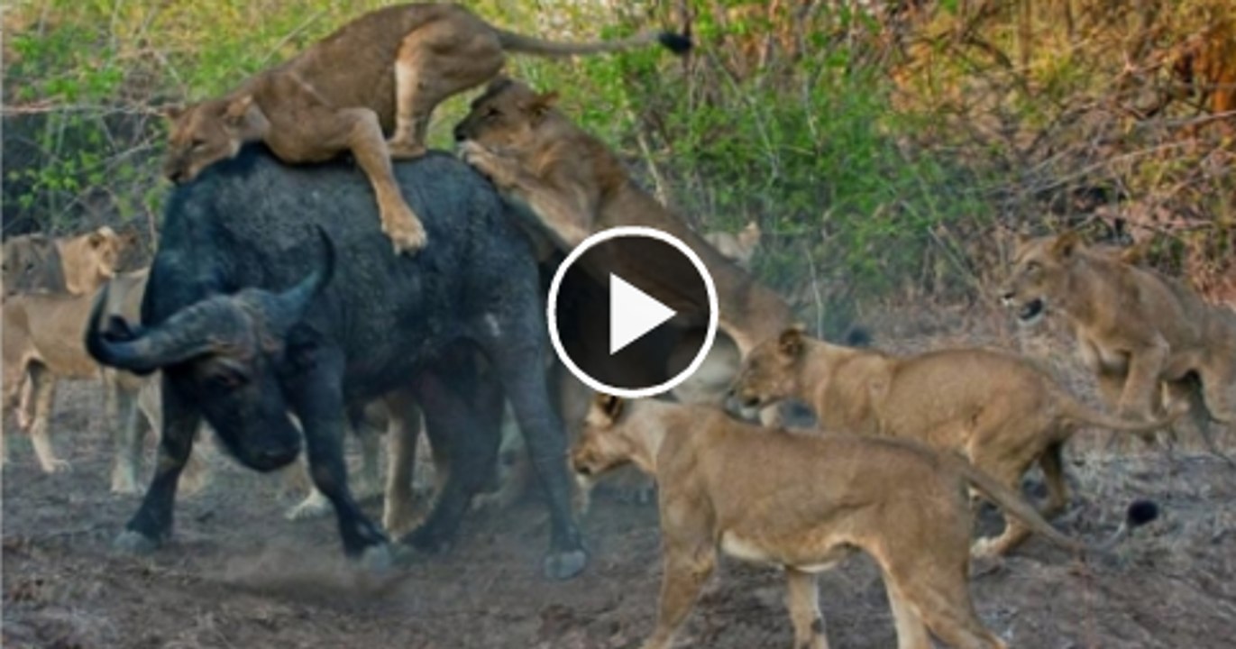 Ye video dekhne k bad ap Sher ko jungle ka badsha nhe kahengay