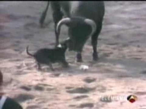 Bull terrier fight vs bull