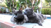 The cutest cats in the world - Muffin & Mousey (available in HD1080 - by Eldad Hagar)