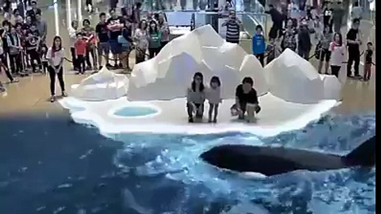 Fantastic Fish, Bear And Penguin