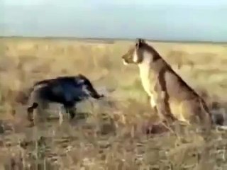 خنزير لم يكن يعلم انه يقاتل اسد فهزمه !!!!!!!!!!!!!!!!!!!!!!!!!!!!