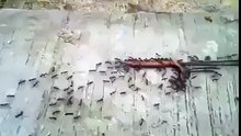 شاهد عجائب النمل ومايستطيع فعله