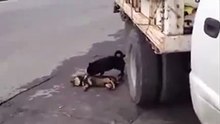 شاهد وفاء الكلب لصديقه الذي مات وتركه!!!!! مؤثر جدا