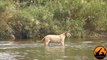 Lioness Reacts To A Crocodile Taking Her Cub - Latest Sightings