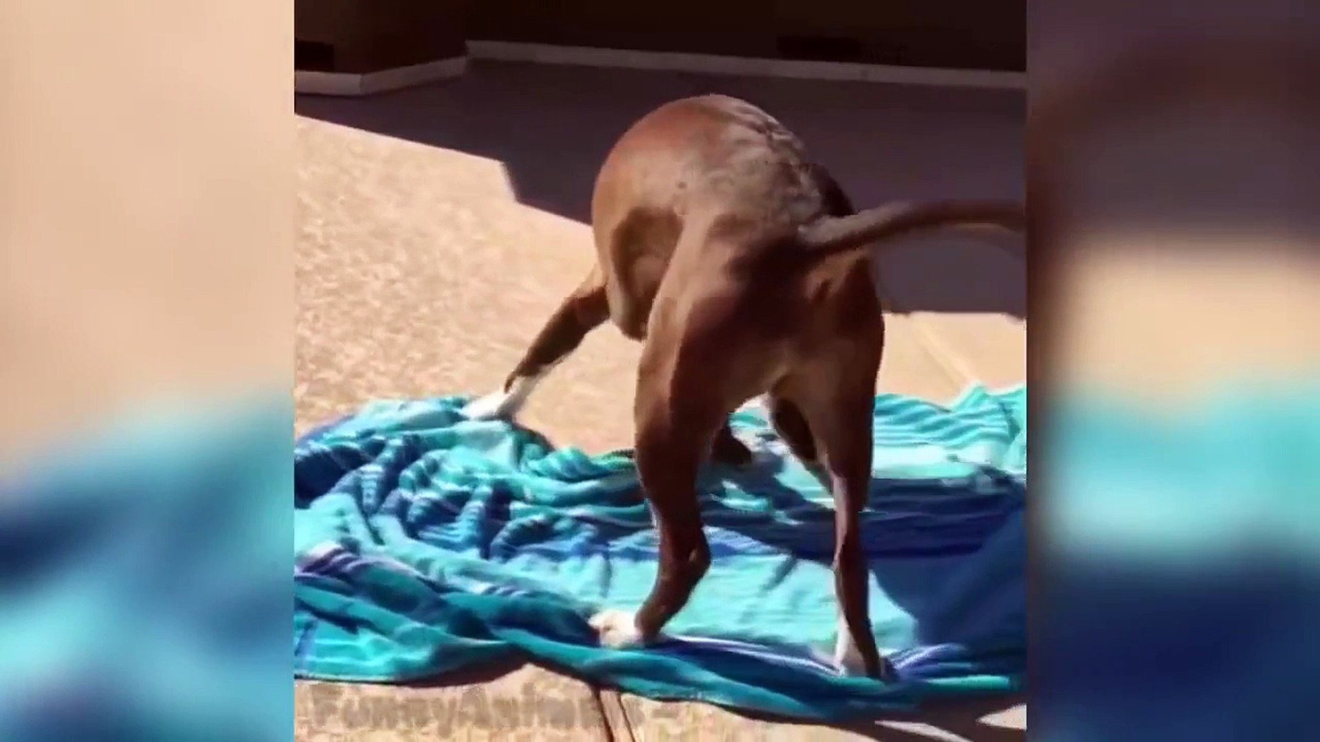 Funny Animals -Funny Animals Vines 2016