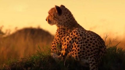 عالم الافتراس - انا والفهد