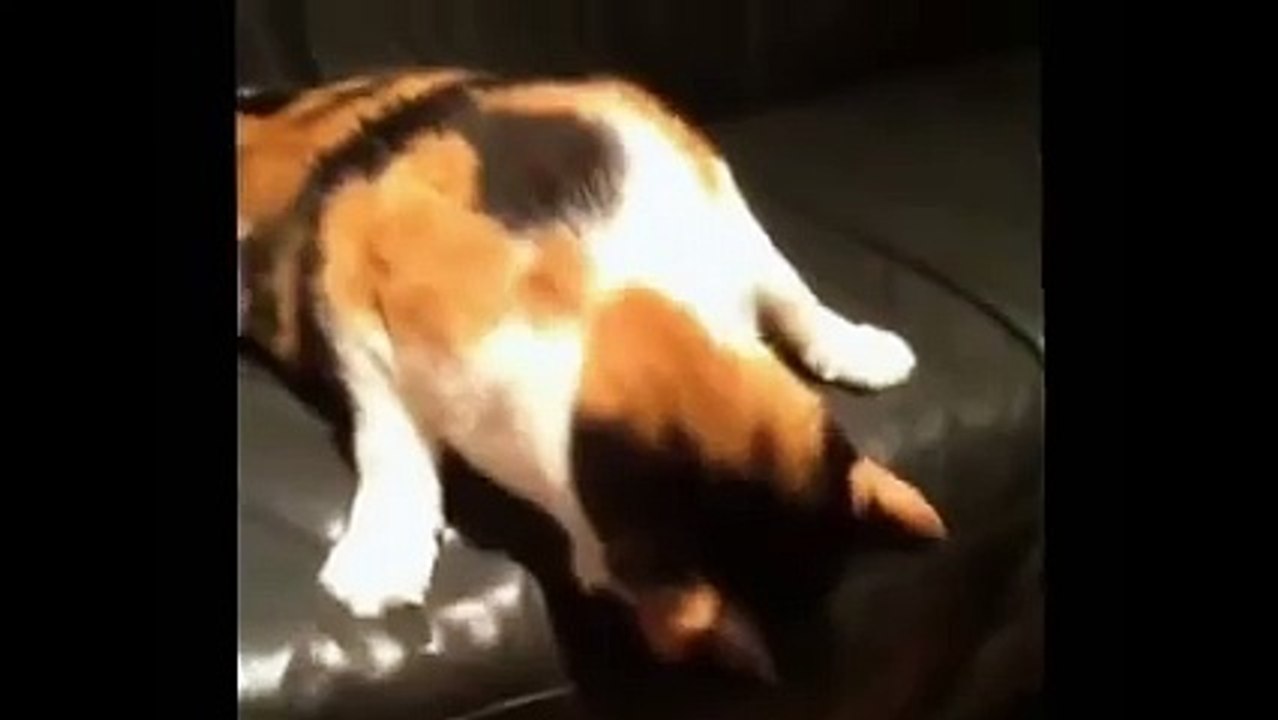 Funny cat making strange noise