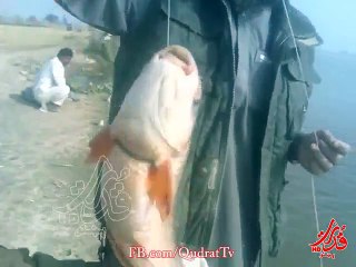 fishing in pakistan(Multan) by Hakeem Ziaulhaq Ghouri