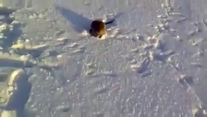 улов