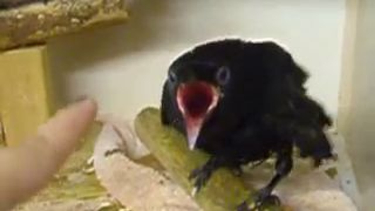 Oiseau vs Doigt