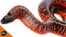 Australias Deadliest Black Venomous Snakes! CrittaCam - Ep. 66
